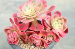 アエオニウム メープルリーフ 多肉植物 抜き苗 - メルカリ