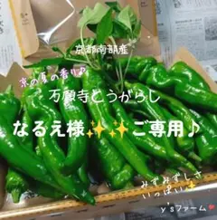 ❇️☘️『なるえ様』ご専用です♪❇️①☘️7月5日発送♪（予定）