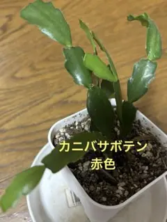 希少苗　カニバサボテン　シャコバサボテン　赤花　抜き苗のサムネイル