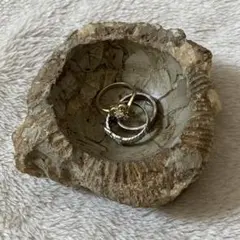 S74b●アンモナイト・アクセサリートレイB