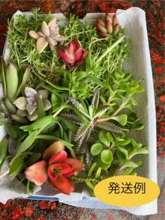 多肉植物セット　お任せカット苗