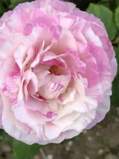 絞り薔薇良い香り約30cm苗大きさ比較2Lペットボトルのサムネイル