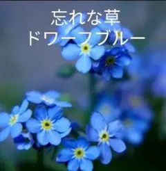 忘れな草 ドワーフブルー 種 200粒