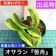 富貴蘭  フウラン 風蘭 ラン 山野草  まとめ売り フウラン○ 板付け 甘い香り 風蘭 富貴蘭（ふうきらん）日本原産 常緑