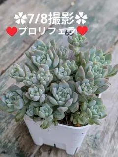 88♥プロリフェラ♥ 根あり 抜き苗 多肉植物 - メルカリ