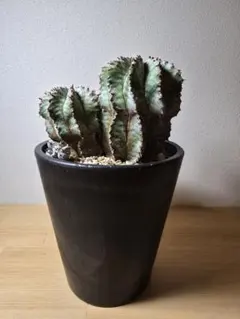 ☆極上品親株☆スーパーホリダ　ゼブラホリダ　ホリダ　幅12.4cm ☆極上品親株☆スーパーホリダ ゼブラホリダ ホリダ 幅12.4cm