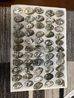 キラキラ様専用 あわび貝殻8cm〜11cm 55個程