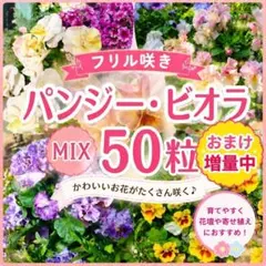 フリル咲き パンジー ビオラ 種 50粒 ＋α おまけ付 ミックス 2026年産のサムネイル
