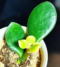 2026年最新】花月 金のなる木の人気アイテム - メルカリ