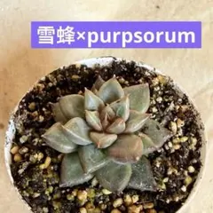 9苗セット！優木園・くまのすけ・kyota他　メルカリ便発送！ 2026年最新】優木園 雪蜂の人気アイテム - メルカリ