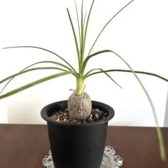 グラキリス ガーデニング