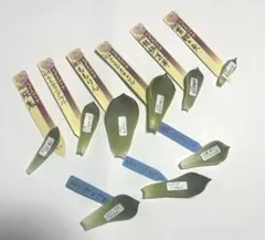 おらいさん苗　ミックスベリア　葉挿し