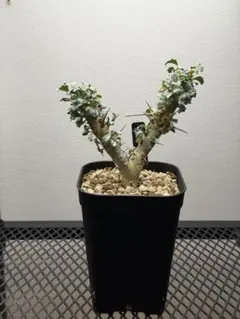 サルコカウロン モンソニアヘレー 塊根植物 コーデックス - メルカリ