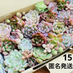 15 多肉植物　多肉弁当　詰め合わせ　寄せ植え　セット　韓国苗　カット苗　セダム