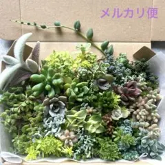 多肉植物 初心者 セダムエケベリア詰め合わせセット カット苗　斑入り　錦多肉弁当