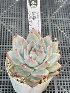 ルイパパさん苗 百鬼丸D✖︎オトナブルー 札付き 割引中 - Mercari