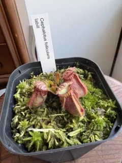 N*c様 Cephalotus follicularis SOHG 02 BCP - メルカリ