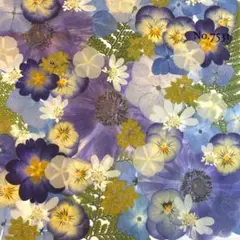 ♡new♡ ♡訳ありの押し花！大容量セット♡