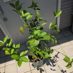 観葉植物 2本幹 光沢のある緑葉 樹 コーヒーの木 花は終わりました