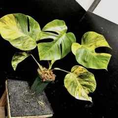 W*n様 【これは本物です✨】モンステラ　イエローマリリン　黄斑　オーレア　希少 2025年最新】モンステラ イエローマリリンの人気アイテム - メルカリ