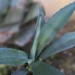 アガベ アオノリュウゼツラン アメリカーナ Agave americana 子株