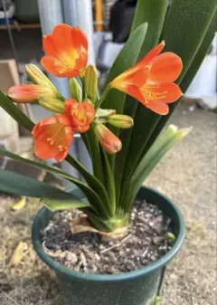 メルカリ便で発送❣️現品　君子蘭　緑花　大株　抜き苗 クンシラン オレンジ色の花 抜き苗1株 大株 - メルカリ
