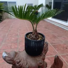 2025年最新】蘇轍の人気アイテム - メルカリ