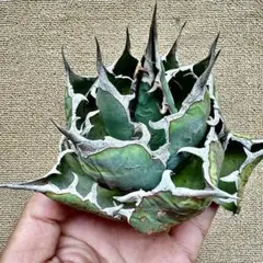 2025年最新】agaveの人気アイテム - メルカリ