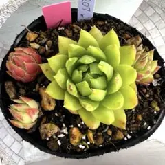 多肉植物 ジョビバルバ ソボリフェラ ペール No.172【桃】 - メルカリ