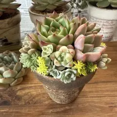 ★気まぐれassert★〜そのまま飾れる多肉植物の寄せ植え〜リメ鉢ちまちまリメ缶