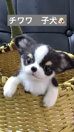 羊毛フェルト ロングコートチワワ(柴犬カット) - メルカリ