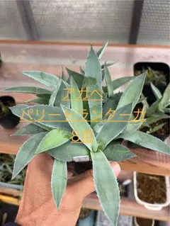 2025年最新】トランカータ 実生の人気アイテム - メルカリ