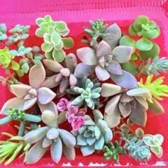 ②寄せ植えセット カット苗 詰め合わせ 多肉植物のサムネイル