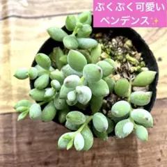 多肉植物 コチレドン ペンデンス 抜き苗 ⑦のサムネイル