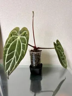 Anthurium Carlablackiae│アンスリウム カーラブラッキー Anthurium Carlablackiae / アンスリウム カーラブラッキー⑪│観葉