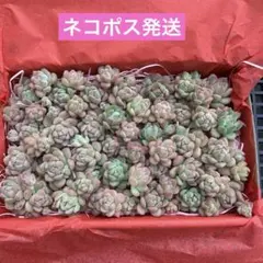 多肉植物　カット苗詰め合わせ