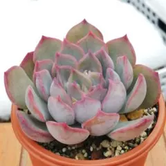 2026年最新】毒りんご 多肉の人気アイテム - メルカリ