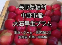 【信州産大石早生プラム約1kg】長野県産 家庭用◎生食・ジャム・コンポートにのサムネイル