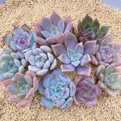 多肉植物　カット苗　寄せ植え　セット　詰め合わせ　エケベリア　韓国苗