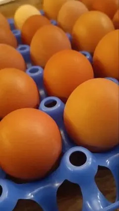 すみ様専用出品　【20個セット】世界一美味しいと称されるネラ卵｜平飼い｜