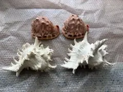 鬼*管様 オキナエビス貝殻　2個セット 鬼*管様 オキナエビス貝殻 2個セット - メルカリ
