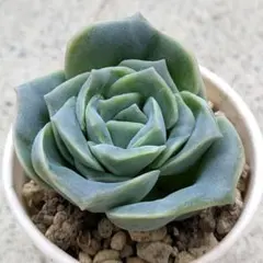 多肉植物 エケベリア 抜き苗ラブリーローズ(苗のみ映像全て) - メルカリ