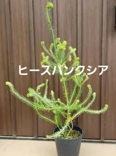 現品】バンクシア・エリシフォリア （ヒースバンクシア） 8号 Ⅰ