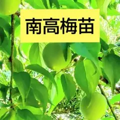 和歌山県産 南高梅 2.6kg 農薬不使用 Lサイズ キズ有り⑤ - メルカリ