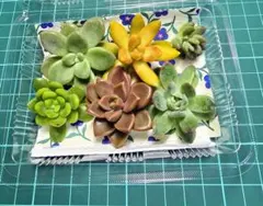 多肉植物セット