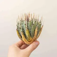 2026年最新】エボリスピナ 現地の人気アイテム - メルカリ