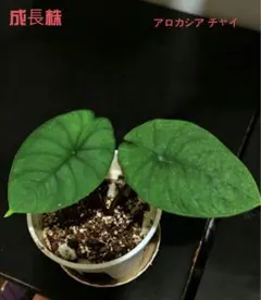 MS416 5 스톡 세트 알로카시아 차이 알로카시아 차이