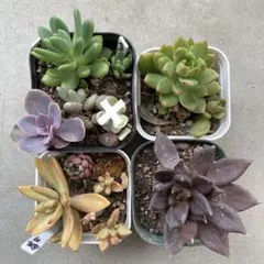 ゆうゆうメルカリ便 多肉植物 カット苗とセダム寄せ植えセット - メルカリ