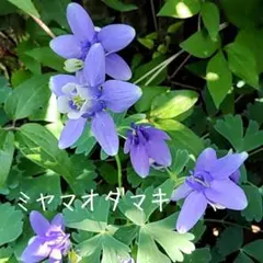 【ミヤマオダマキ】種子100粒以上