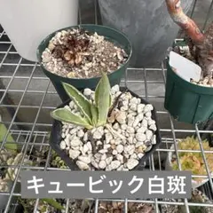 アガベ　キュービック錦　白覆輪斑